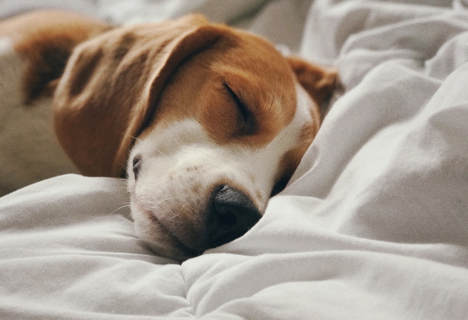 image of a dog asleep on a comforter